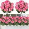 2-Pack Artificial Pink Geranium Silk Flowers – Faux Geranium Bushes for Outdoor & Indoor Decor, Garden, Patio, Vase, Table Centerpieces, Grave & Cemetery Arrangements